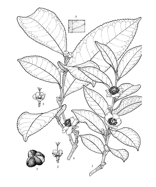 Natural compounds from  Camellia sinensis